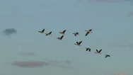 Canada Geese In Flight Stock Footage