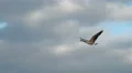 Canada Geese In Flight 4k or 4k+ Resolution