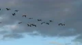 Canada Geese In Flight 4k or 4k+ Resolution