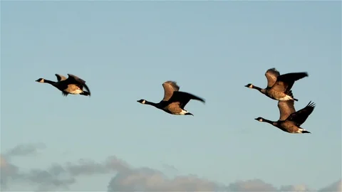 Canada Geese In Flight Stock Footage