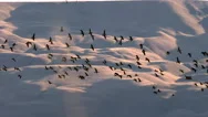 Canada Geese In Flight Stock Footage