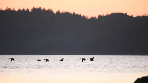 Canada Geese in Flight Stock Footage 170662440