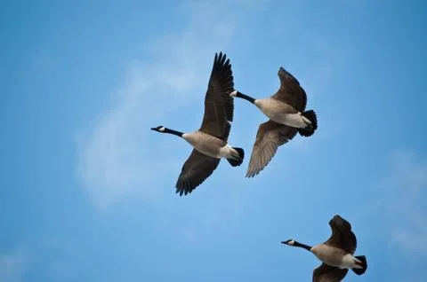 Canada Geese in Flight Stock Photos