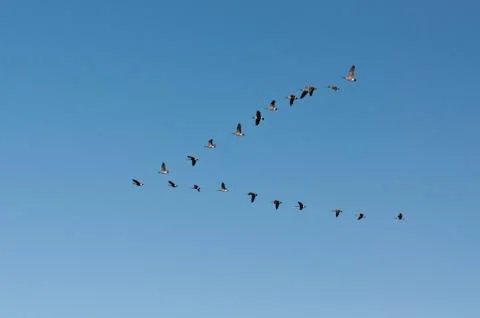 Canada Geese in Flight Stock Photos