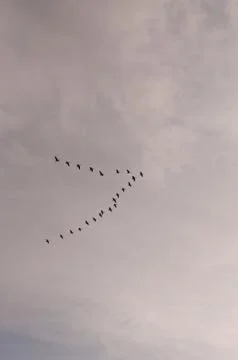 Canada Geese in Flight Stock Photos