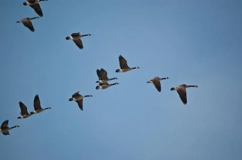 Canada Geese in Flight Stock Photos