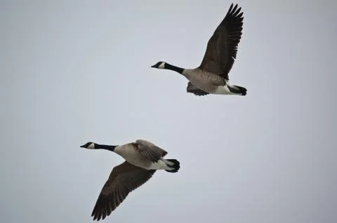 Canada Geese in Flight Stock Photos