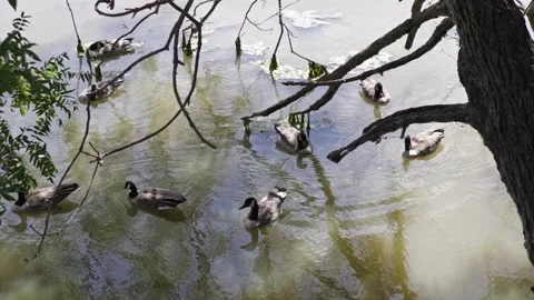 Canada geese float peacefully in a murky Sacramento slough under tree branches Stock Footage 345536692