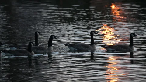 Canada geese flock swims through light shaft in evening, slomo 4k Stock Footage 263674739