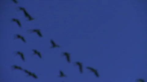 Canada Geese fly in formation Stock Footage 874891