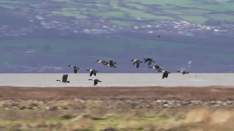 Canada Geese fly over Dee Estuary, Parkgate, Cheshire, England Video stock 282916355