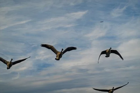 Canada geese fly through cloudy sky with airplane in background Stock Photos