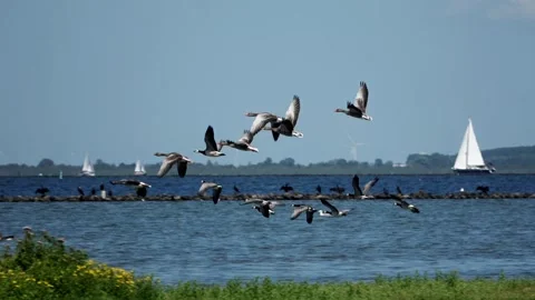 Canada geese flying away Stock Footage 292078720