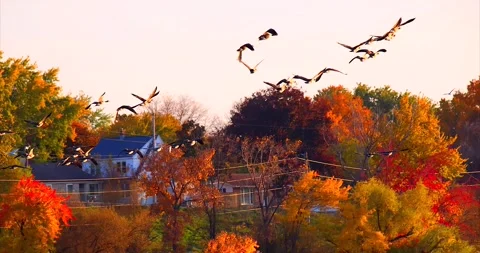 Canada Geese flying in graceful slow motion with Fall colors Stock Footage 295232832