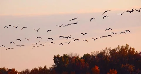 Canada Geese flying in graceful slow motion isolated on blue sky Stock Footage 295232845