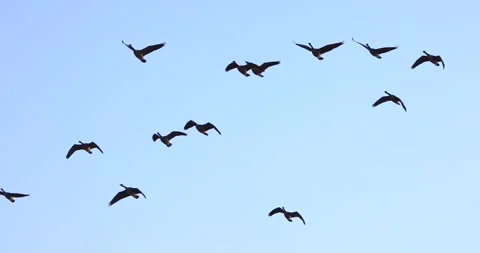 Canada Geese flying in graceful slow motion isolated on blue sky Stock Footage 295293391