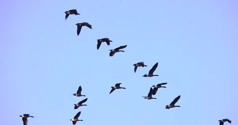 Canada Geese flying in graceful slow motion isolated on blue sky Stock Footage 295293424