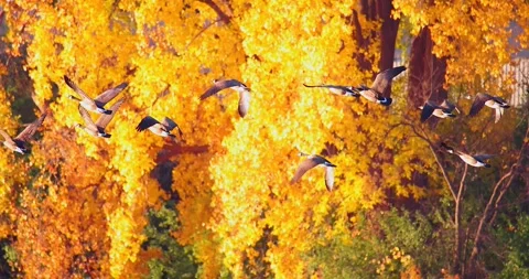 Canada Geese flying in graceful slow motion with Fall colors Stock Footage 295293441