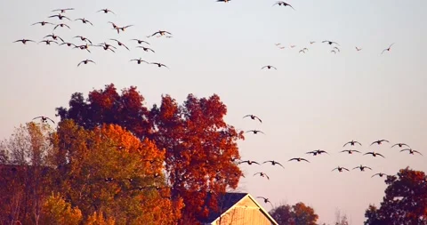 Canada Geese flying in graceful slow motion with Fall colors Stock Footage 295293636