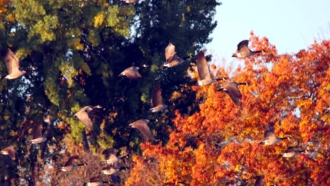 Canada Geese flying in graceful slow motion with Fall colors Stock Footage 295297464