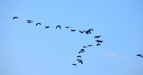Canada Geese flying in graceful slow motion isolated on blue sky Stock Footage 295300989