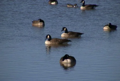 Canada Geese Stock Footage 71328