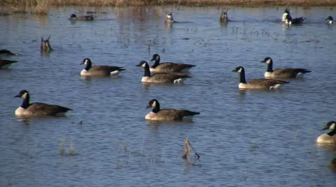 Canada Geese Stock Footage 75050