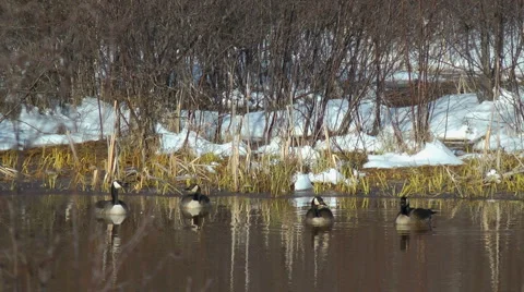 Canada Geese Video stock 2525170