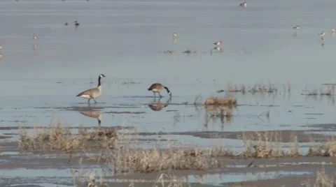 Canada geese Stock Footage 2770078