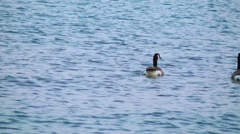 Canada Geese Stock Footage 7899930