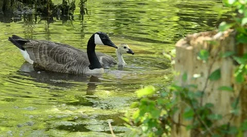 Canada Geese Stock Footage 11040173
