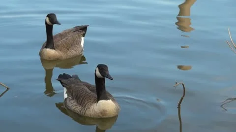 Canada geese 動画素材 12382693