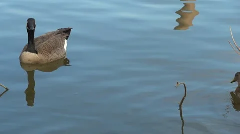 Canada geese Video stock 12393874