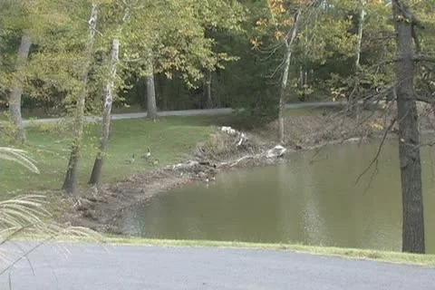 Canada Geese Vídeos de archivo 12583889