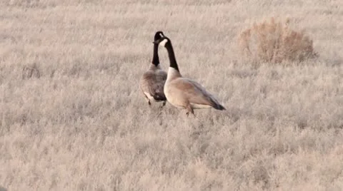 Canada Geese Stock Footage 21880736