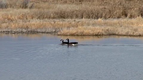 Canada geese Stock Footage 37136353