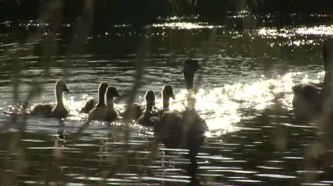 Canada  geese 動画素材 41718618