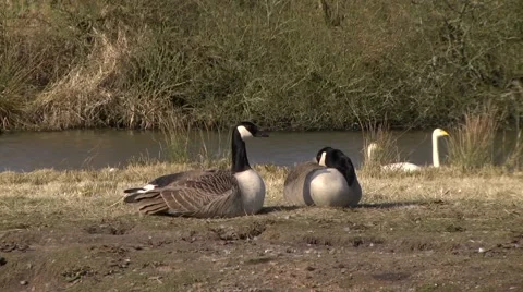 CANADA GEESE Stock Footage 43459810