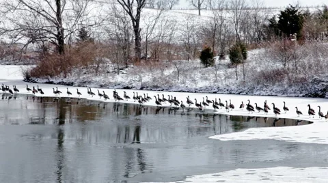 Canada geese Video stock 45616130