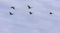 Canada Geese HD Footage