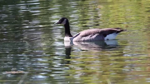 Canada Geese Video stock 68029716
