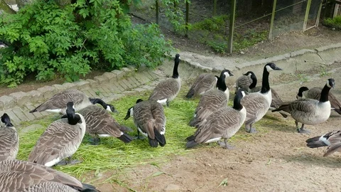 Canada Geese Stock Footage 78141657