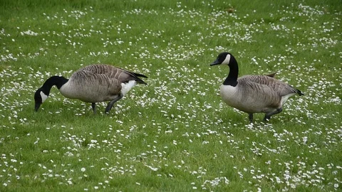 Canada geese Stock Footage 90086889