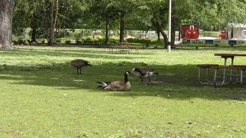 Canada Geese Stock Footage 90295107