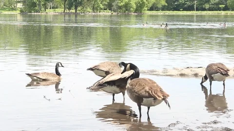Canada Geese Stock Footage 90295598