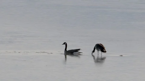 Canada geese Stock Footage 106115500