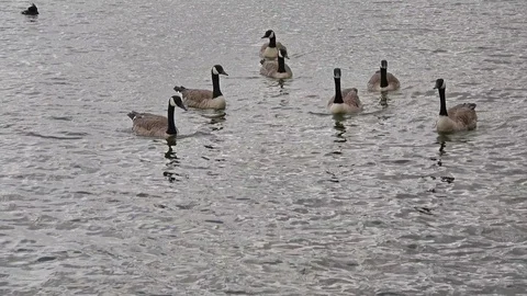 Canada Geese Video stock 113937277