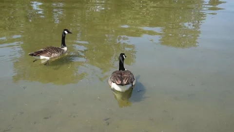 Canada geese Stock Footage 131152380