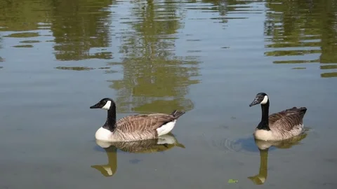 Canada geese Stock Footage 131399393
