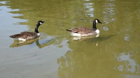 Canada geese Stock Footage 131882001